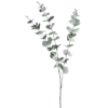 Eukalyptus Öl – Bild 2