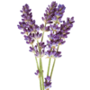 Lavendel Öl – Bild 2