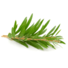 Teebaum Öl – Bild 2