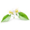 Neroli Öl – Bild 2