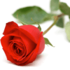 Rosen Öl – Bild 2