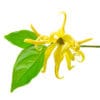 Ylang Ylang Öl – Bild 2